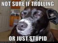 funnydogpicturesnotsureiftrollingorjuststupid.jpg